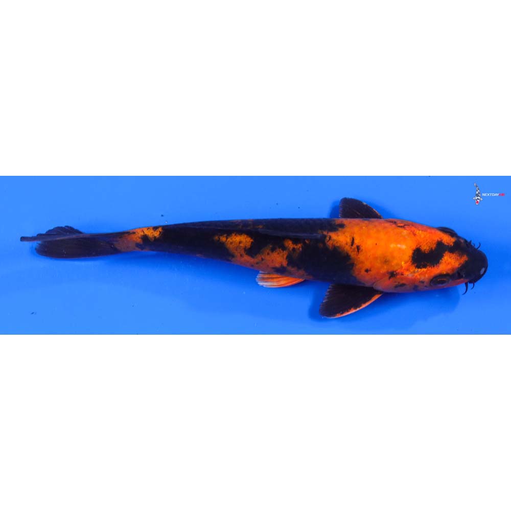 7.5” Imported Hi Utsuri