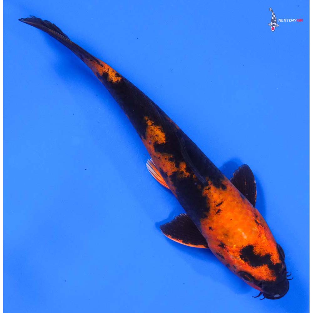 7.5” Imported Hi Utsuri