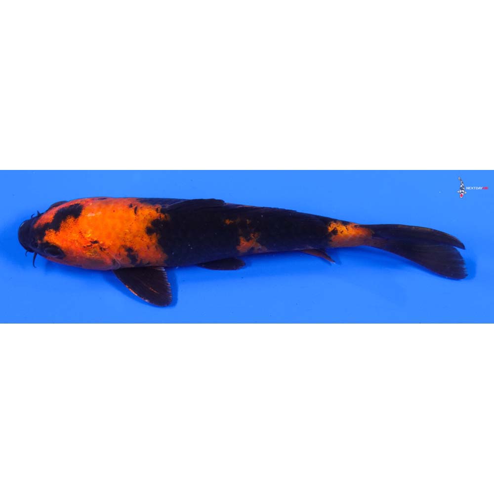 7.5” Imported Hi Utsuri