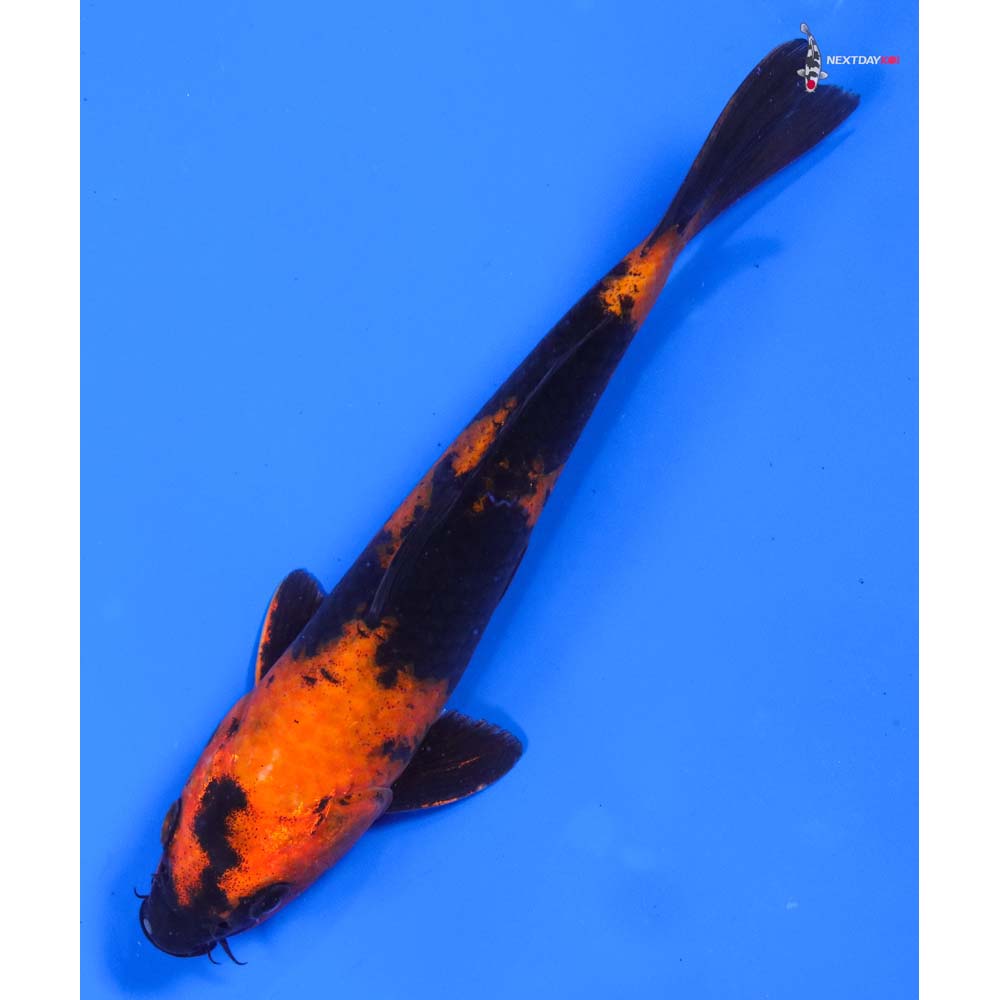 7.5” Imported Hi Utsuri