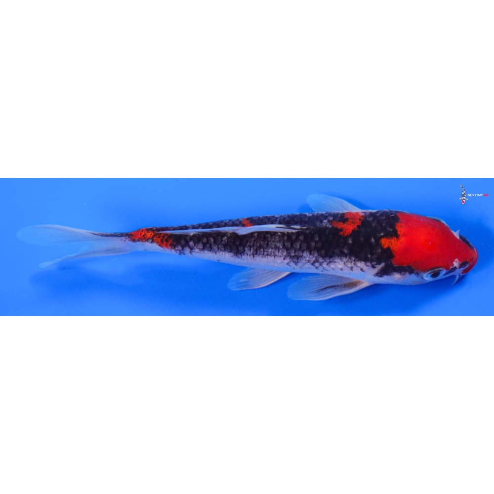 8” Imported Goshiki