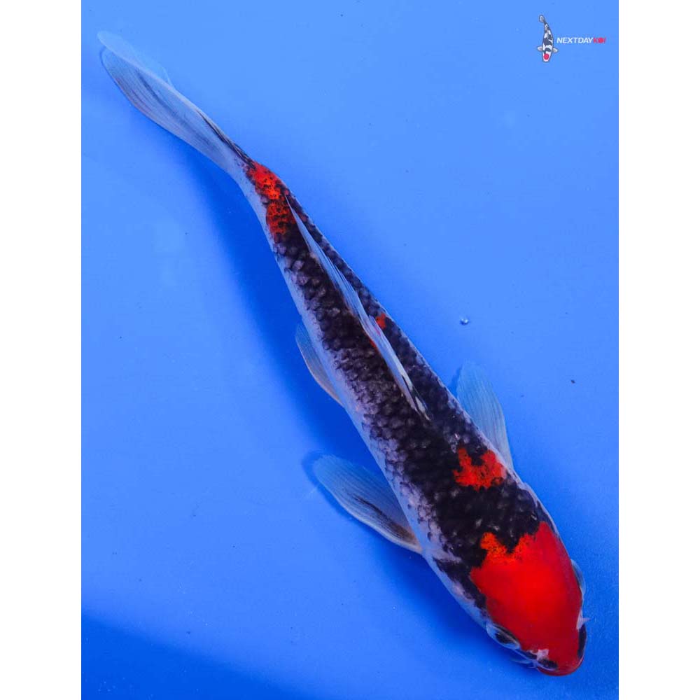 8” Imported Goshiki