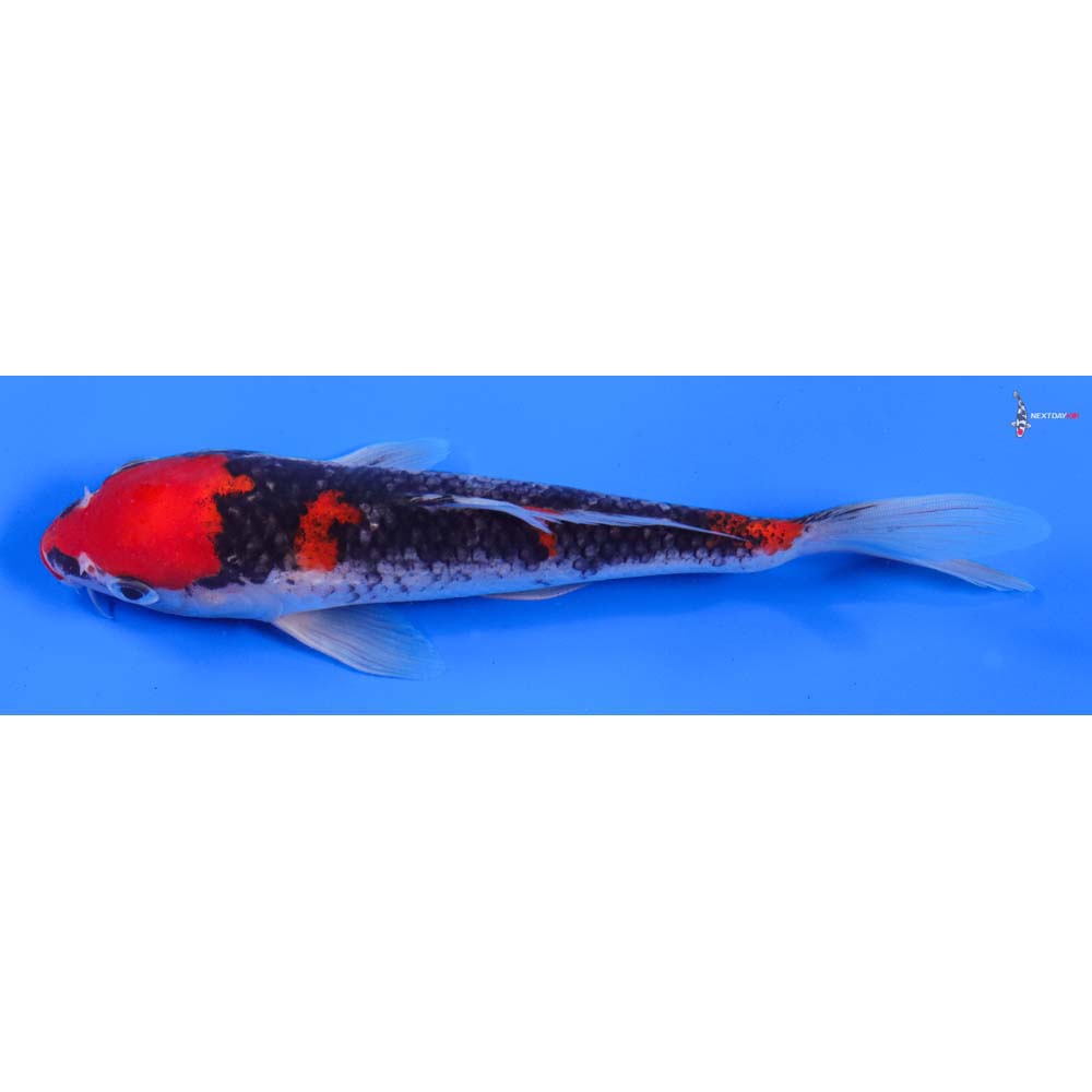 8” Imported Goshiki