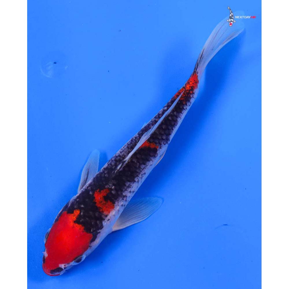 8” Imported Goshiki