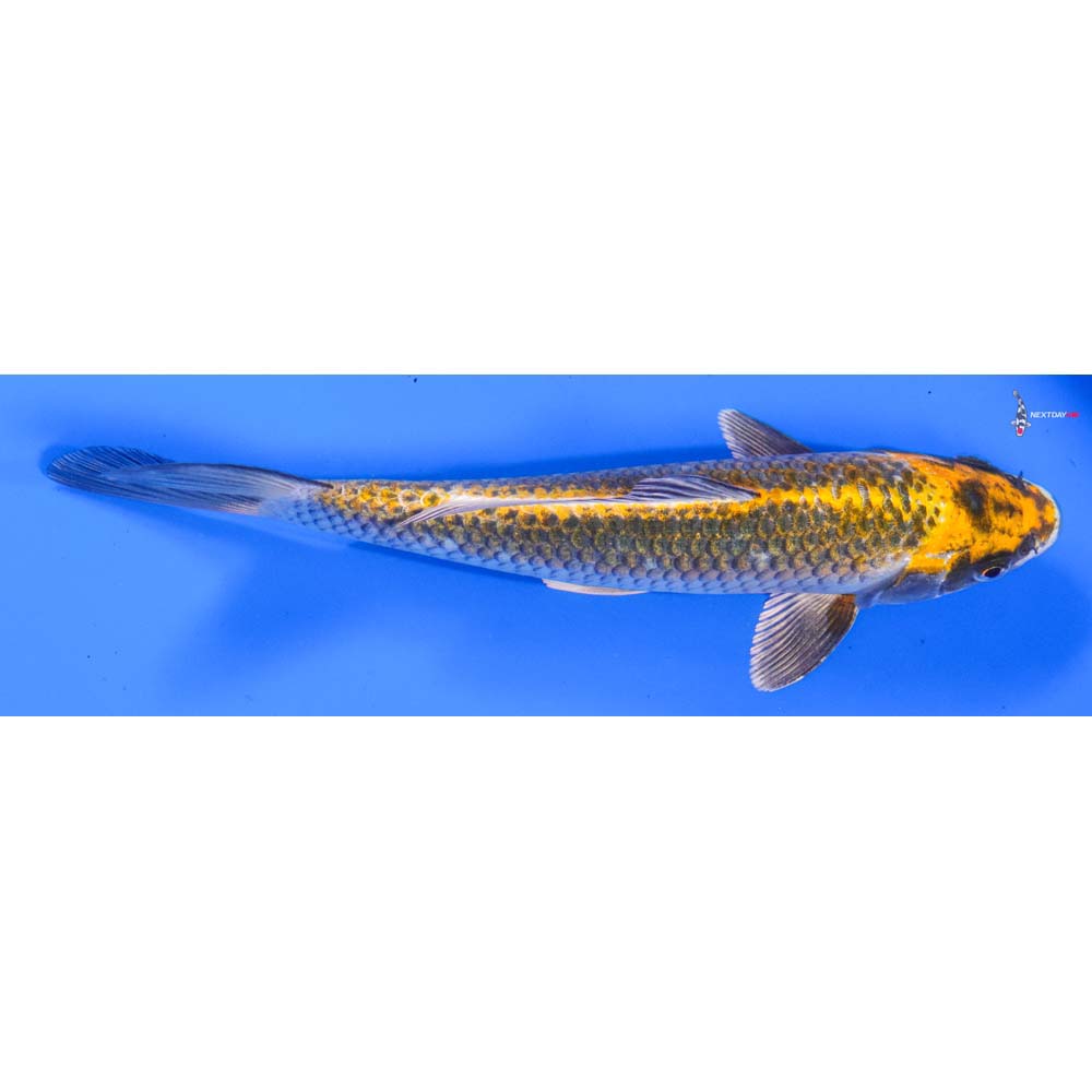 8.5” Imported Kujaku