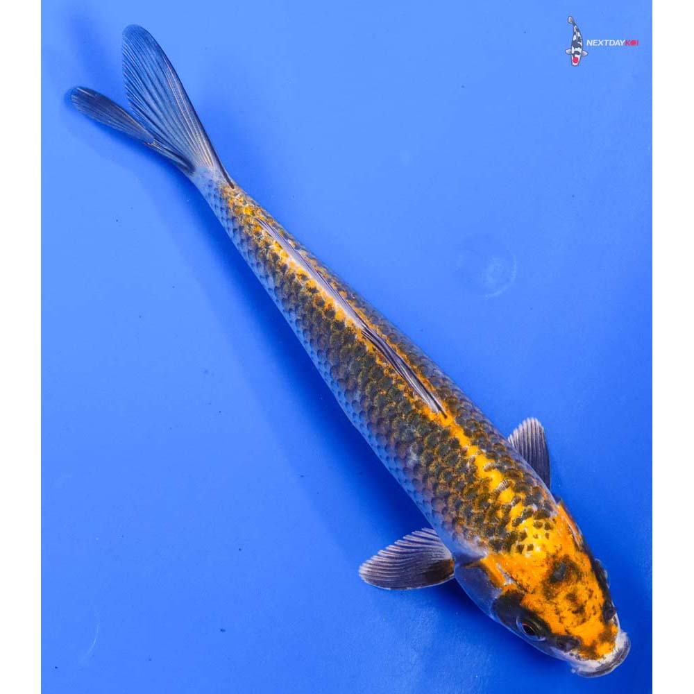 8.5” Imported Kujaku