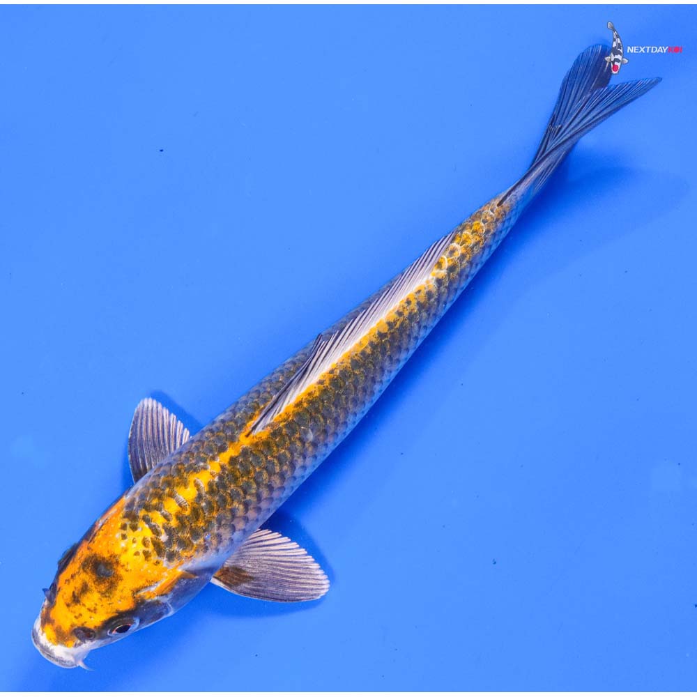 8.5” Imported Kujaku