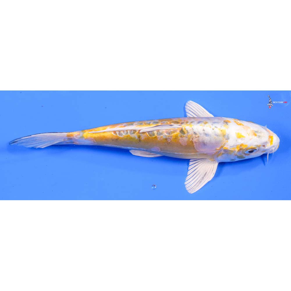 8.5” Imported Heisei Nishiki