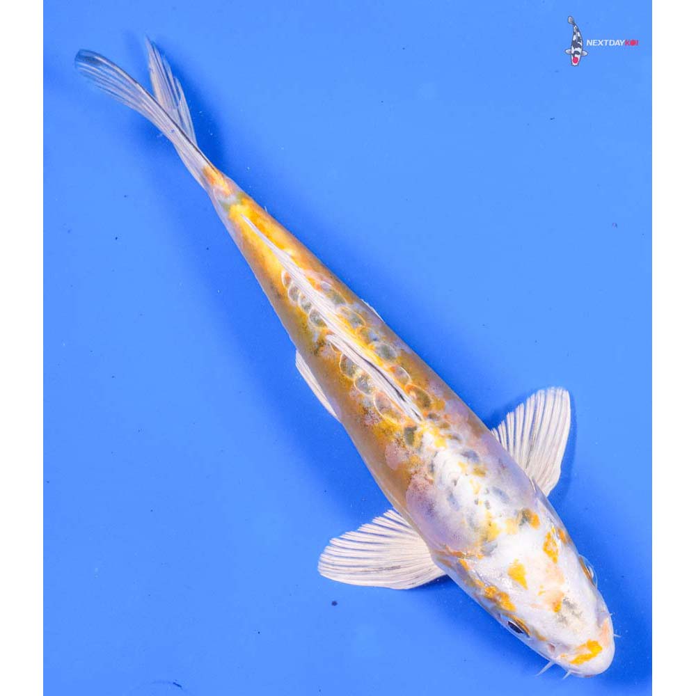 8.5” Imported Heisei Nishiki