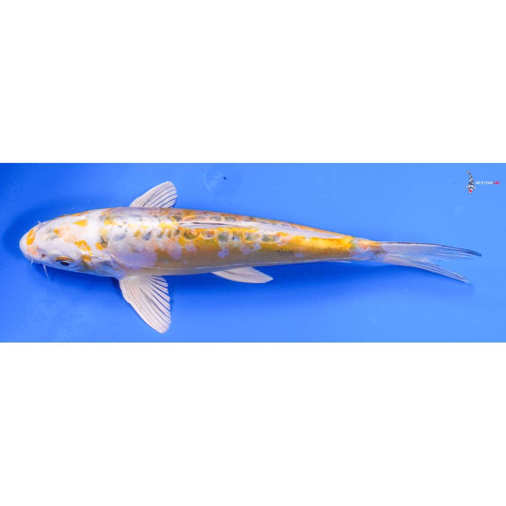 8.5” Imported Heisei Nishiki