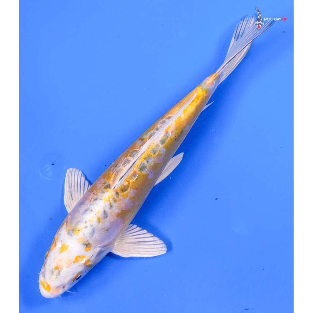 8.5” Imported Heisei Nishiki