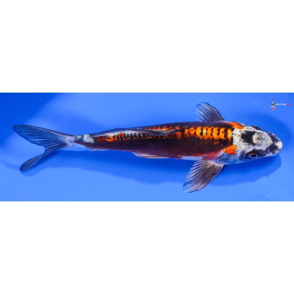 8.5” Imported Kin Kikokuryu