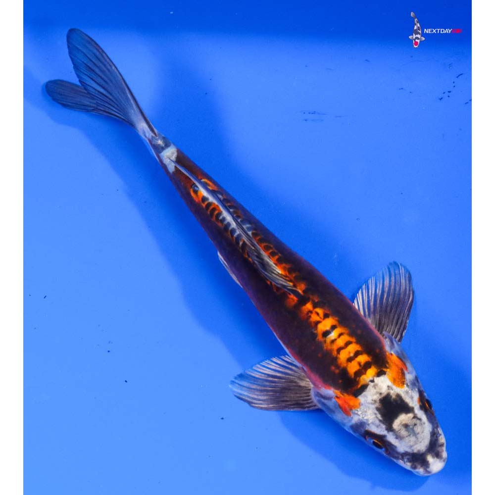 8.5” Imported Kin Kikokuryu