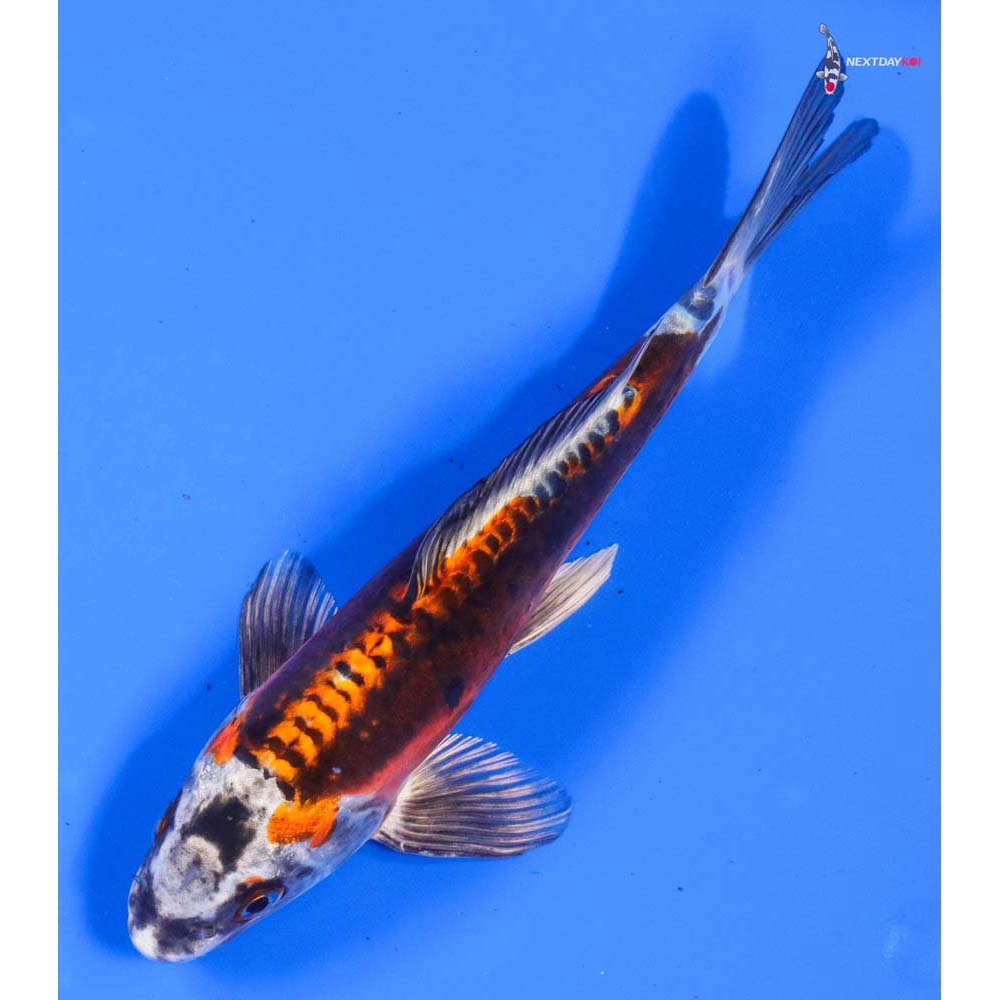 8.5” Imported Kin Kikokuryu