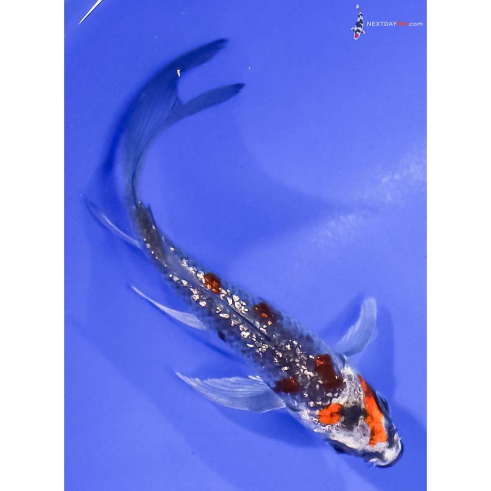 4.5” Imported Gin Rin Kujaku Butterfly Koi