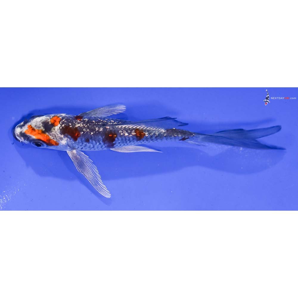 4.5” Imported Gin Rin Kujaku Butterfly Koi