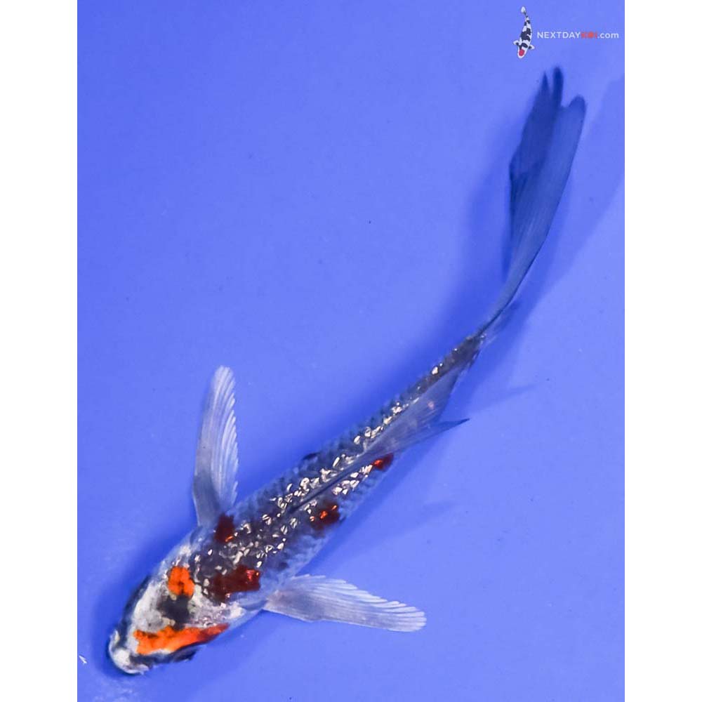 4.5” Imported Gin Rin Kujaku Butterfly Koi
