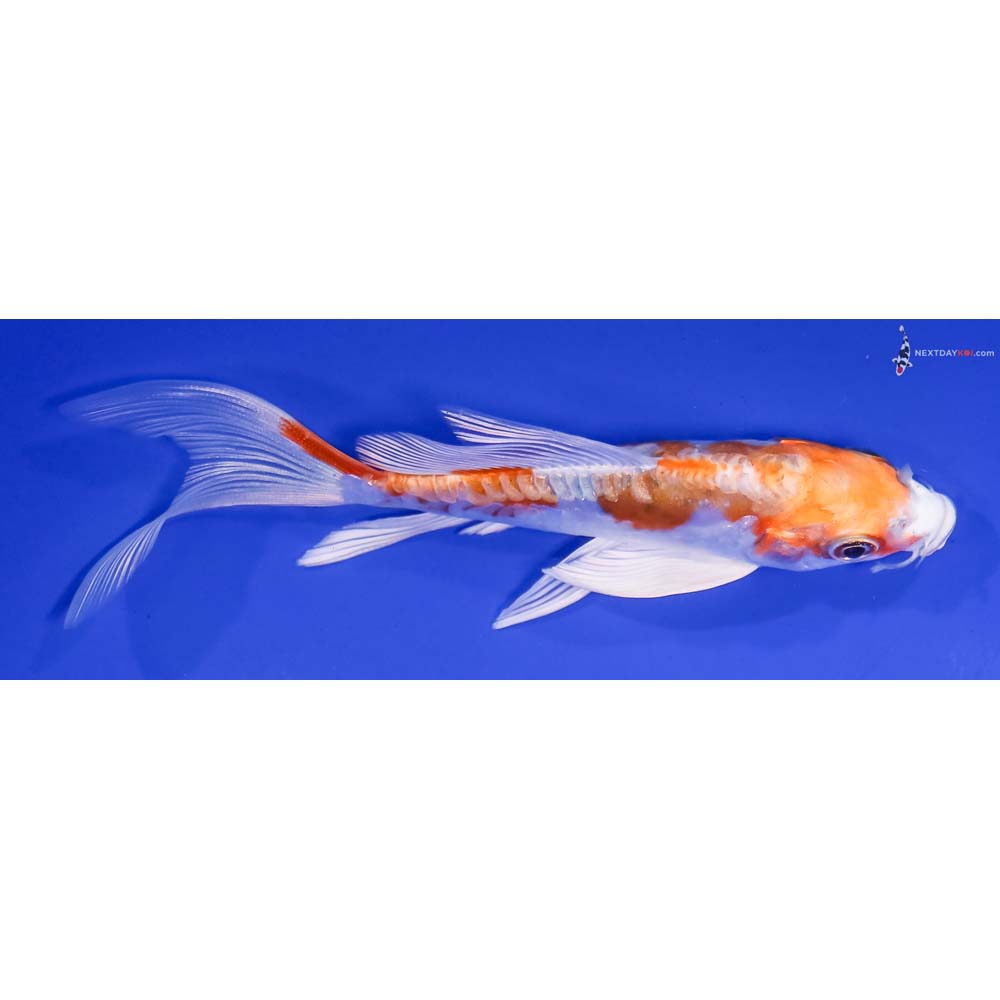 4.5” Imported Kikusui Butterfly Koi