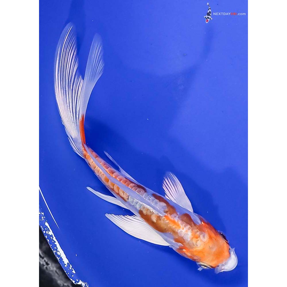 4.5” Imported Kikusui Butterfly Koi