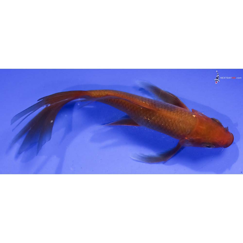 5” Imported Chagoi Butterfly Koi