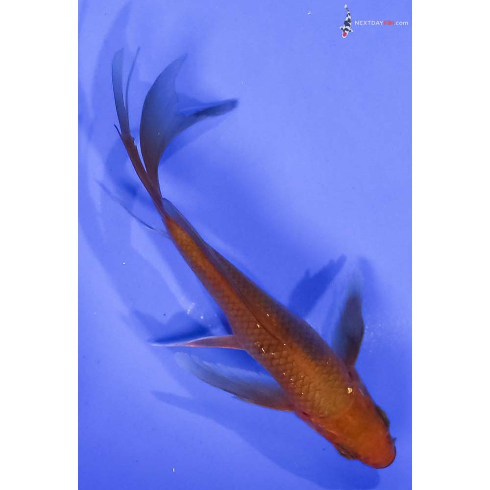 5” Imported Chagoi Butterfly Koi