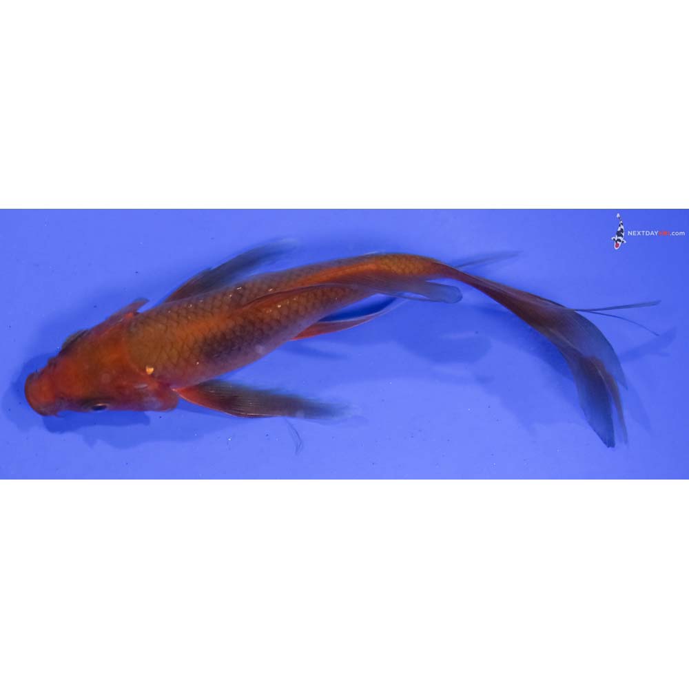 5” Imported Chagoi Butterfly Koi