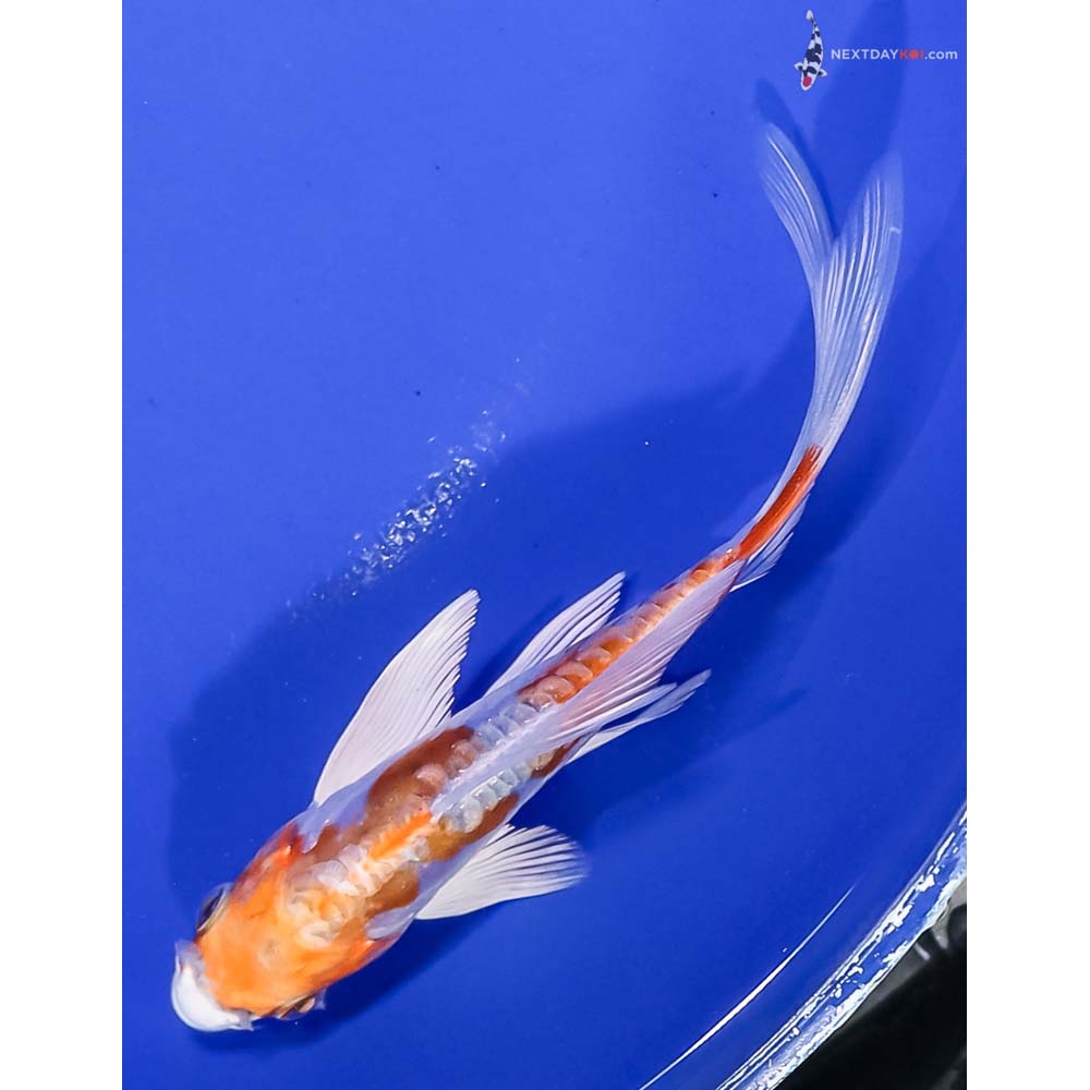 4.5” Imported Kikusui Butterfly Koi