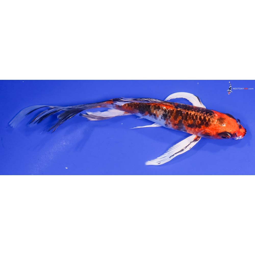 6” Imported Kujaku Butterfly Koi
