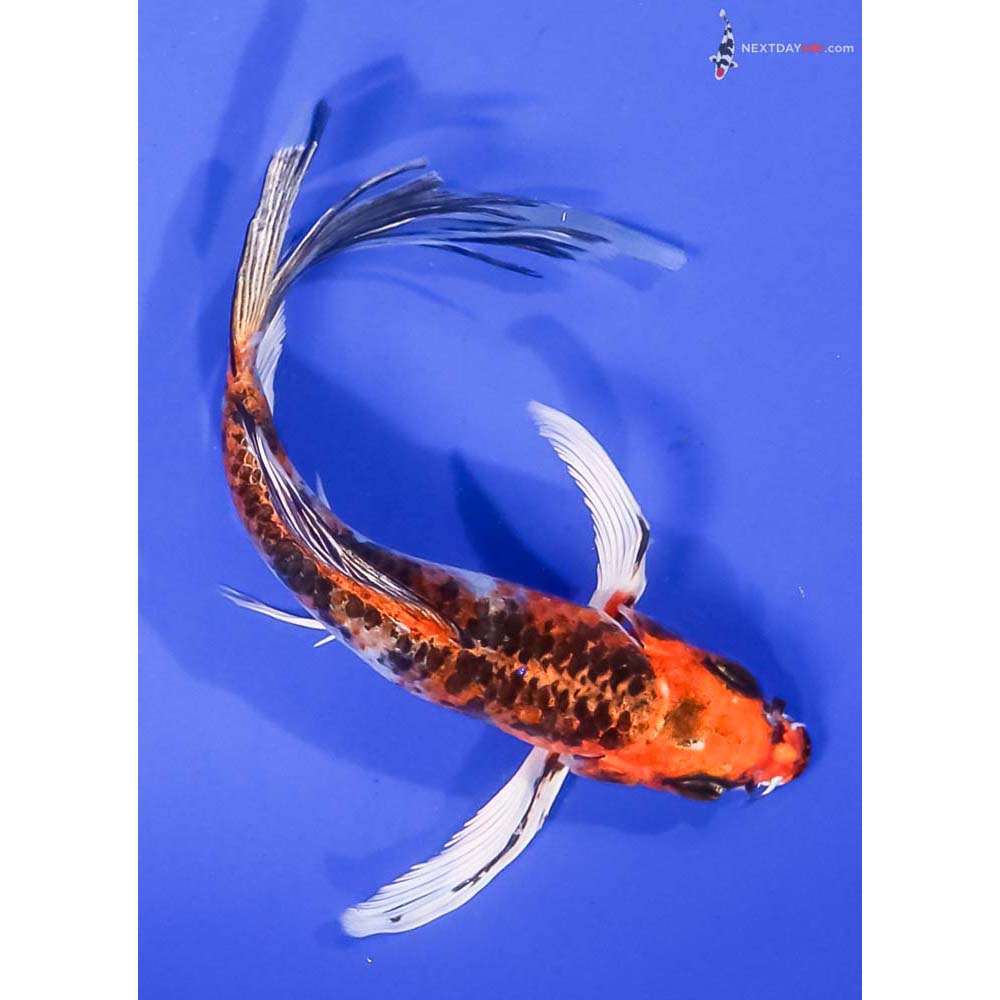 6” Imported Kujaku Butterfly Koi