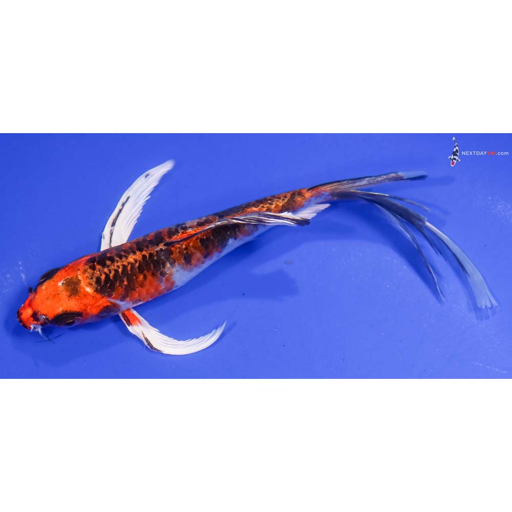 6” Imported Kujaku Butterfly Koi