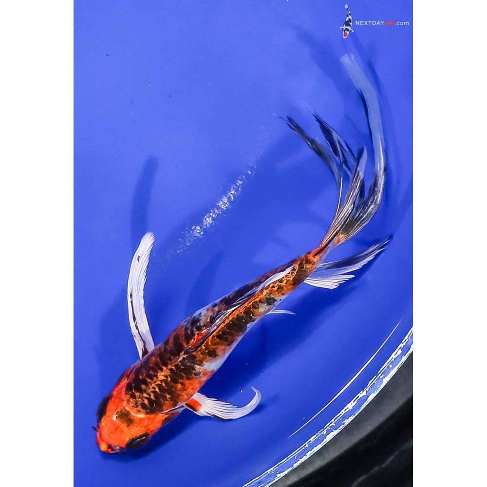 6” Imported Kujaku Butterfly Koi