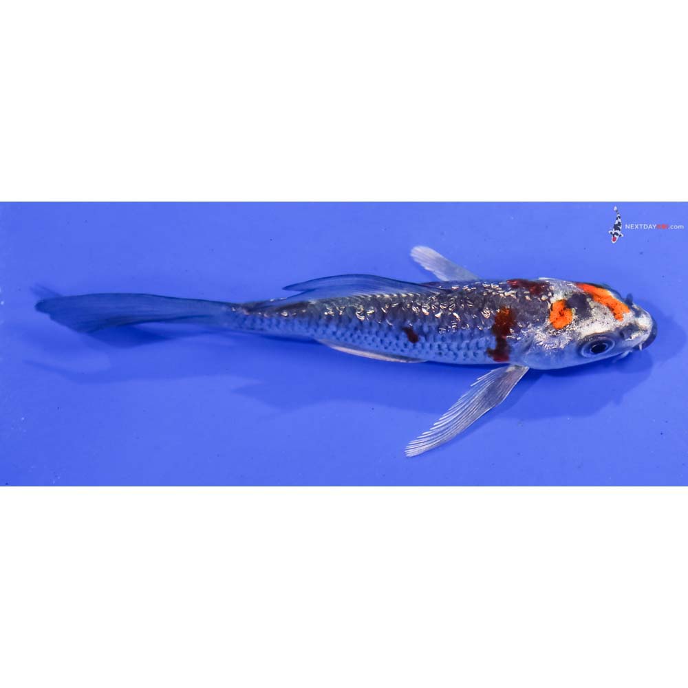 4.5” Imported Gin Rin Kujaku Butterfly Koi