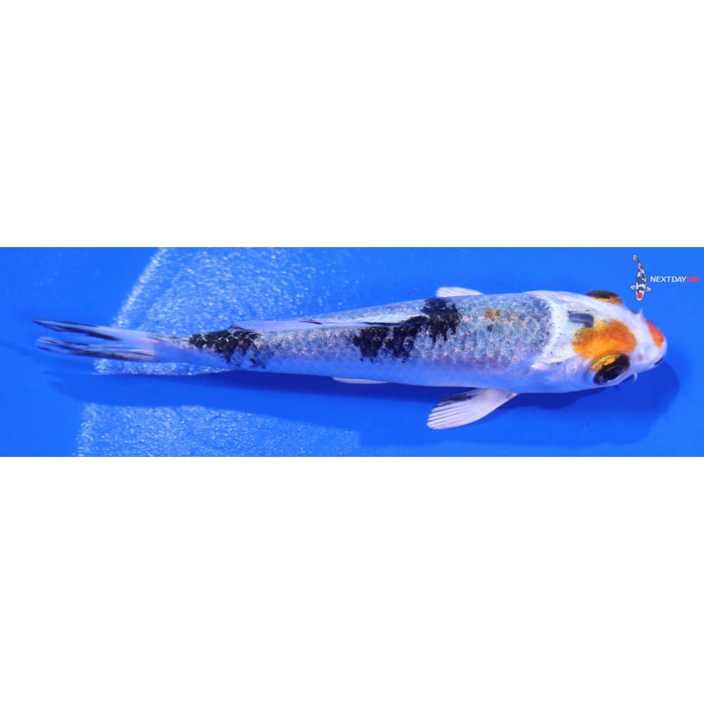 3” Imported Yamato Nishiki