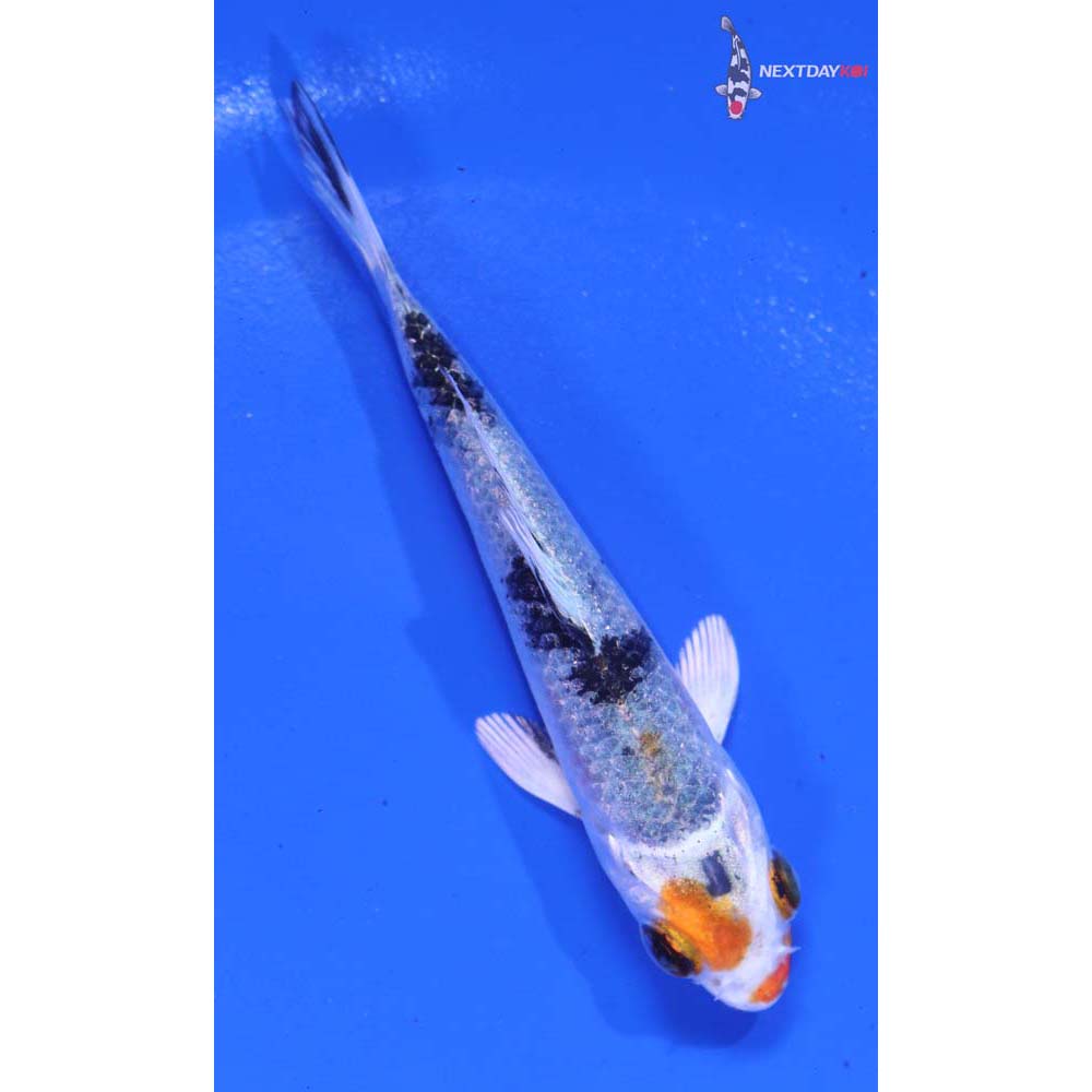 3” Imported Yamato Nishiki