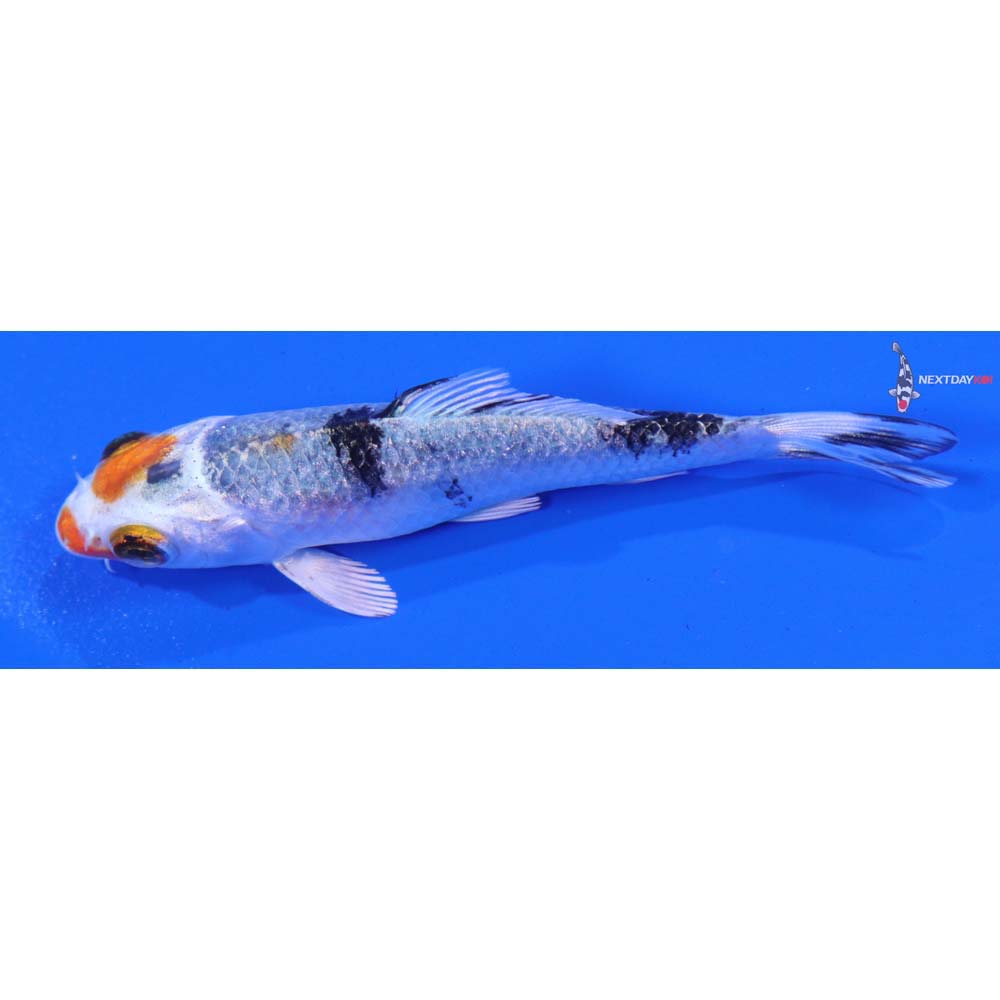 3” Imported Yamato Nishiki