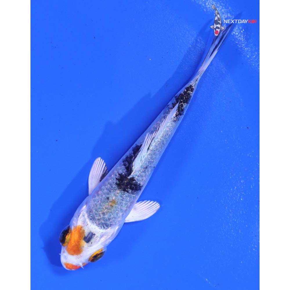3” Imported Yamato Nishiki