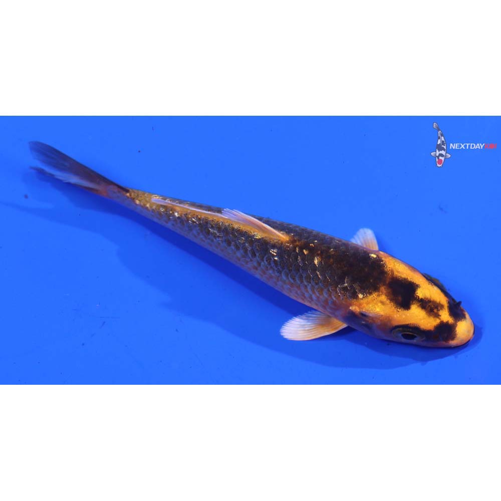 3.5” Imported Orenji Matsuba