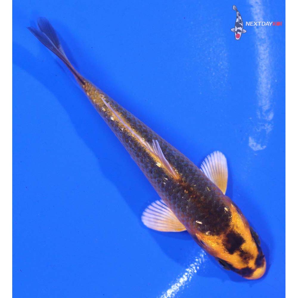 3.5” Imported Orenji Matsuba