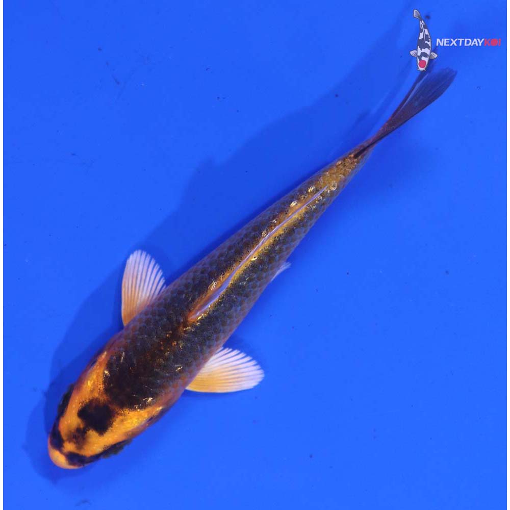 3.5” Imported Orenji Matsuba