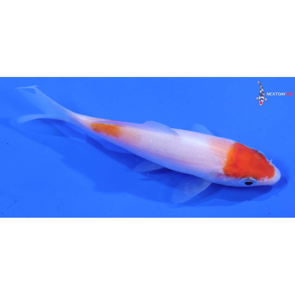 3.5” Imported Kohaku