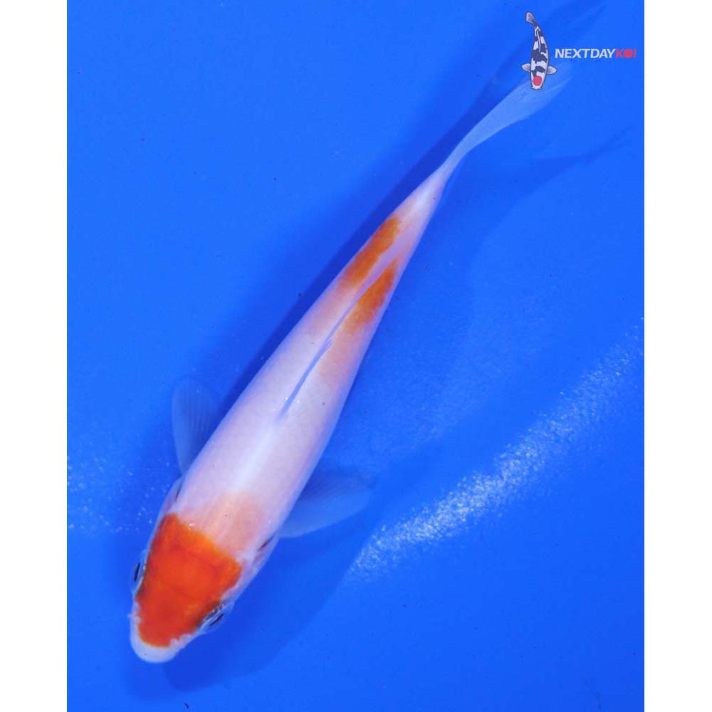3.5” Imported Kohaku