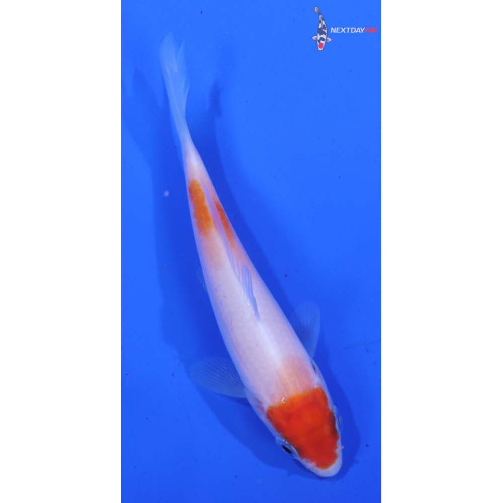 3.5” Imported Kohaku