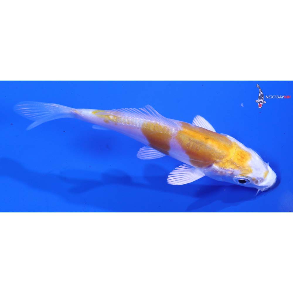 3.5” Imported Doitsu Lemon Hariwake