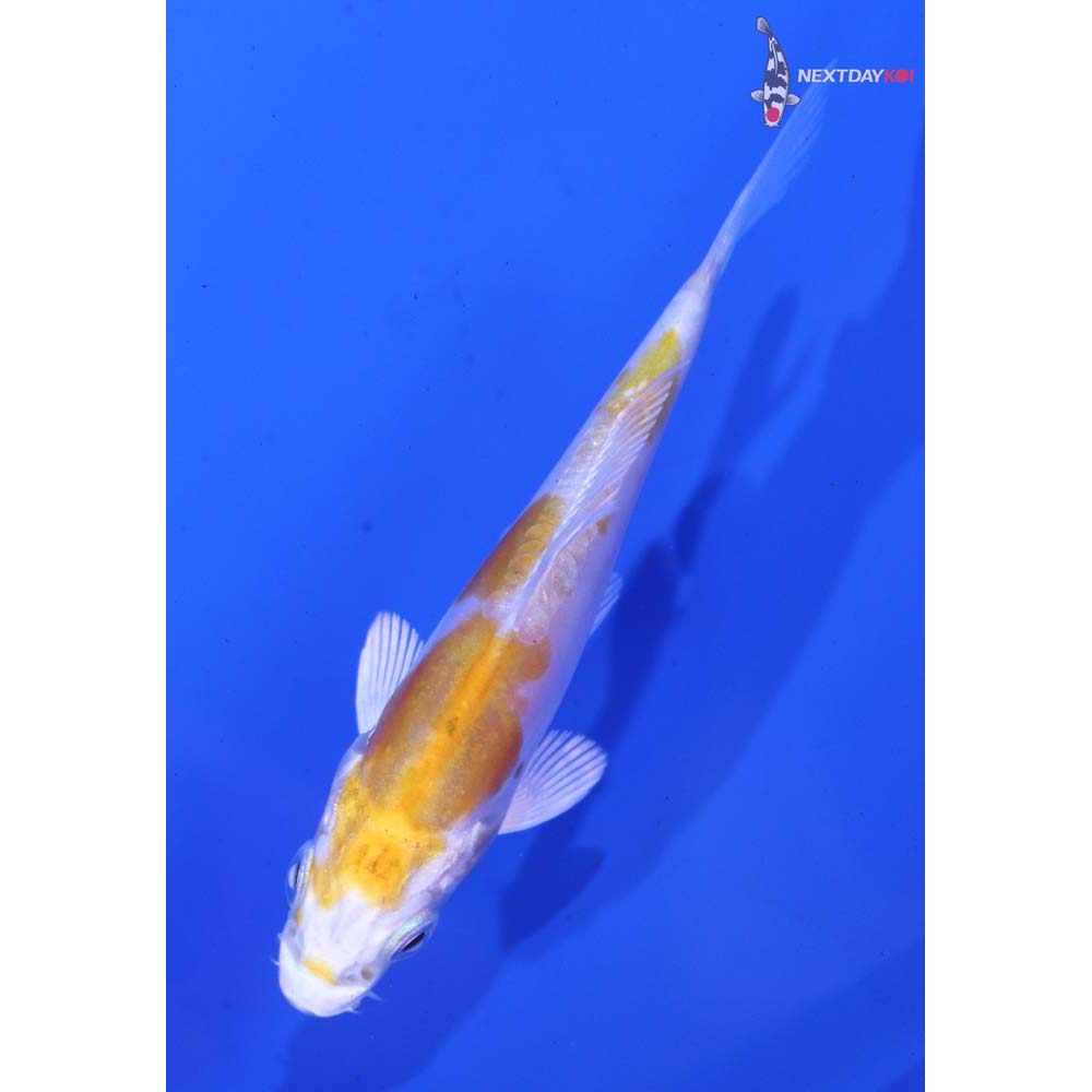 3.5” Imported Doitsu Lemon Hariwake