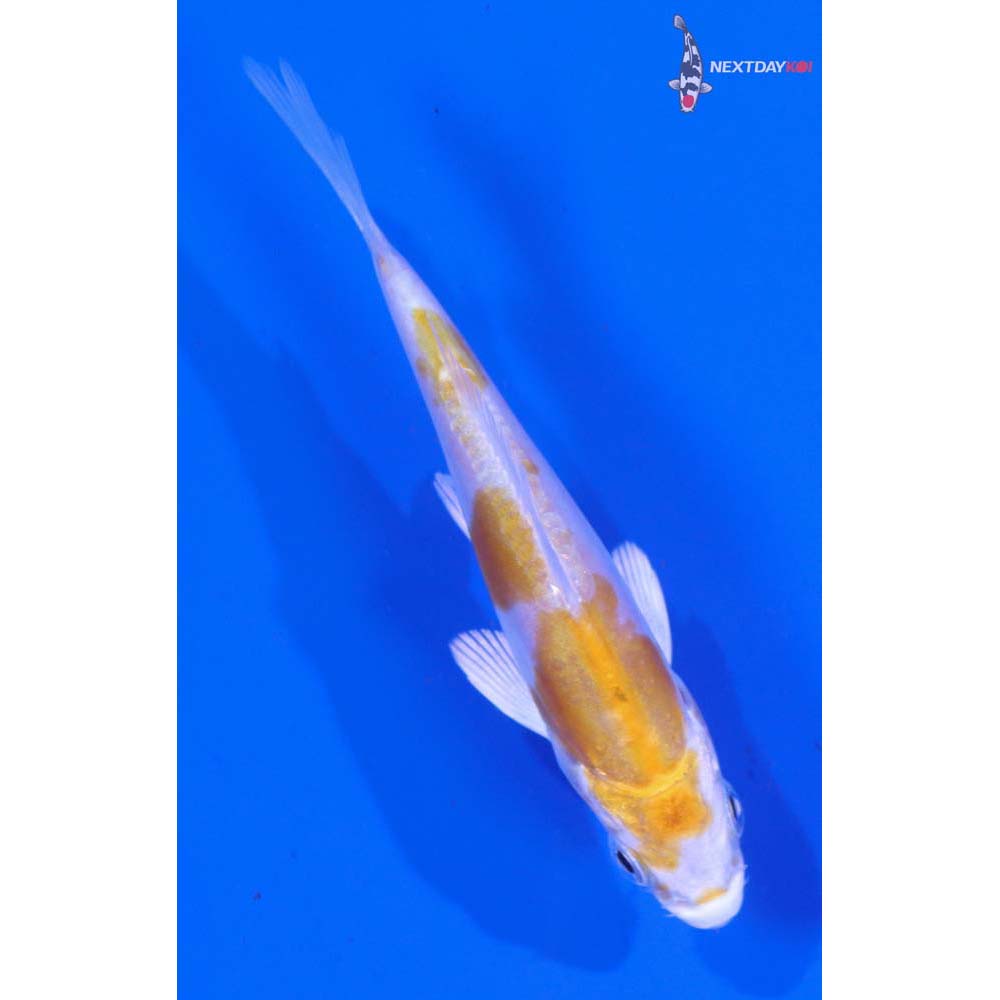 3.5” Imported Doitsu Lemon Hariwake