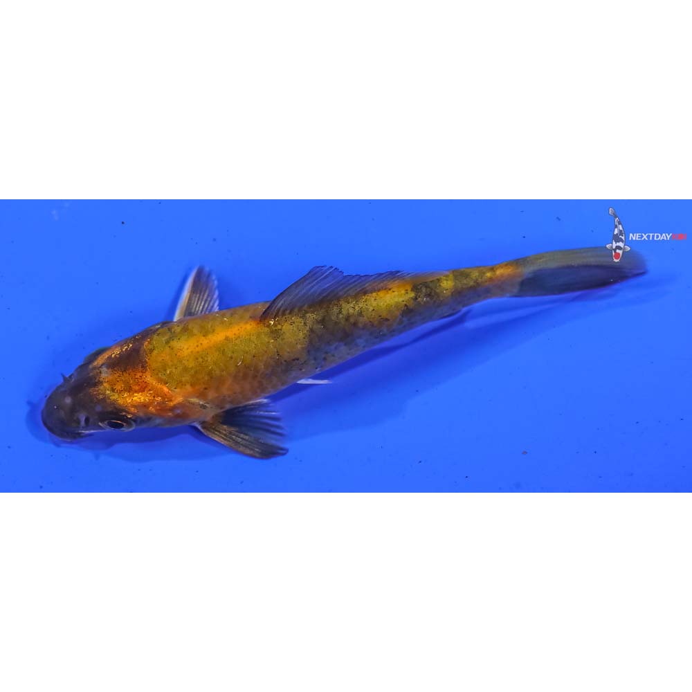 3.5” Imported Kin Hi Utsuri