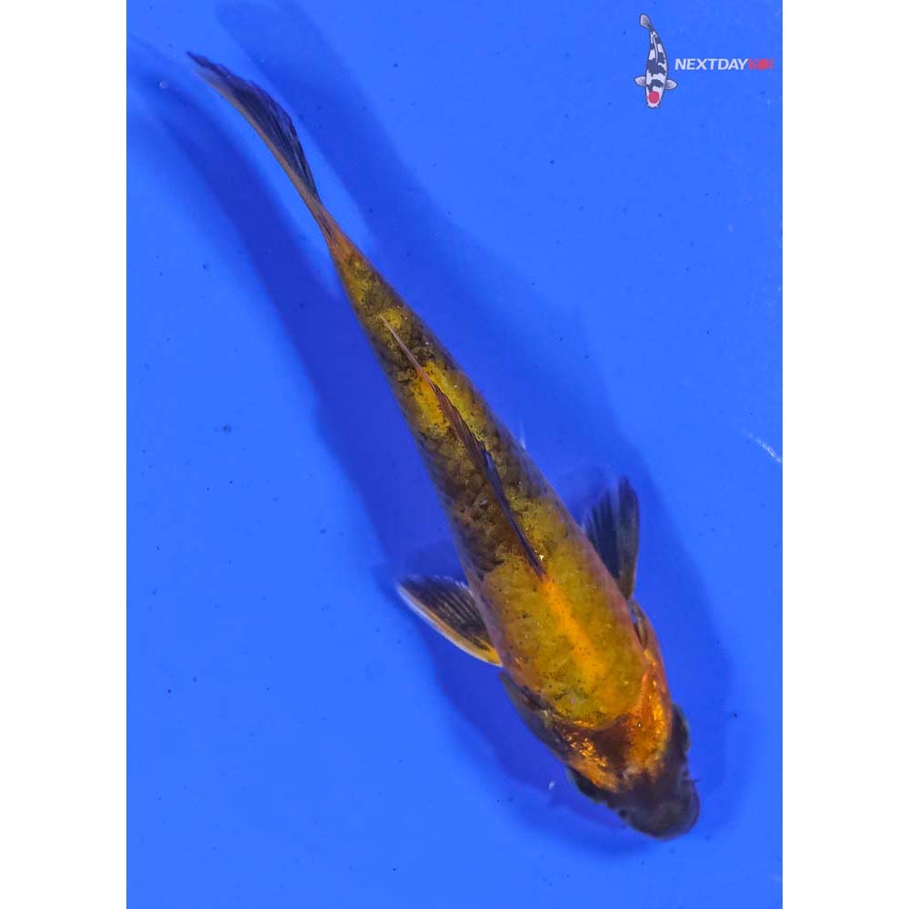 3.5” Imported Kin Hi Utsuri