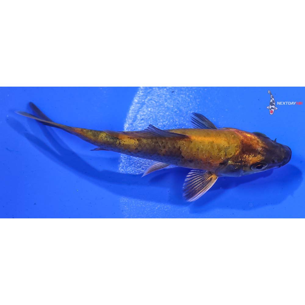 3.5” Imported Kin Hi Utsuri