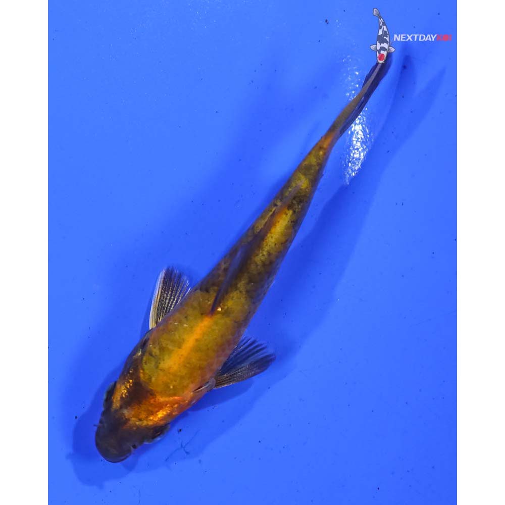 3.5” Imported Kin Hi Utsuri