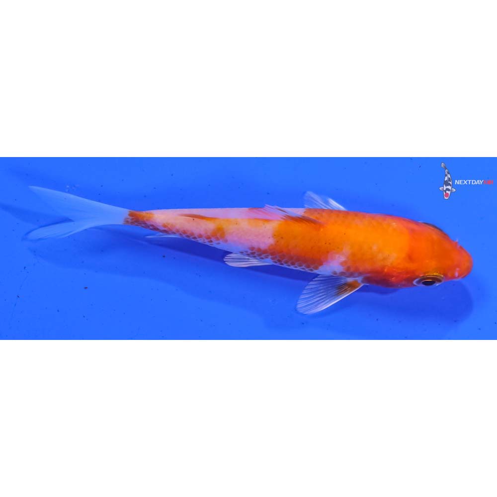 3.5” Imported Hariwake